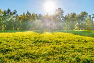 Wall Mural - Green field and forest at sunset with sun light
