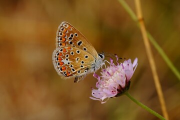 Canvas Print - Closeup of Provence chalk-hill blue butterfly pollinating a pink flower in the garden