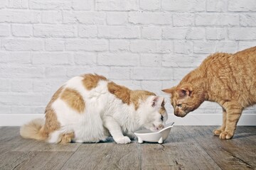 Wall Mural - Ginger cat looking jealous to a tabby cat eating  from a food bowl.