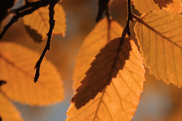 Canvas Print - Orange tree leaves for autumn or fall color season concept closeup.