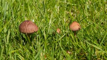 Closeup Of Small Brown Mushrooms Surrounded By Grass
