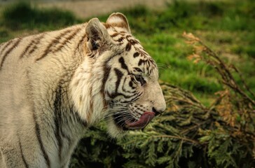 Poster - Closeup shot of a beautiful tiger at the zoo