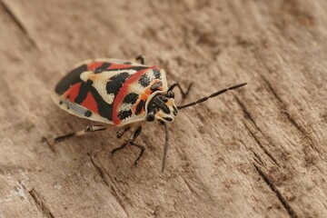 Closeup of Eurydema ornata, a colorful shieldbug insect