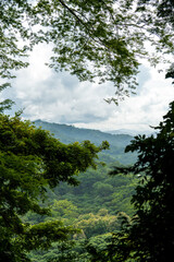 Poster - costa rican jungle