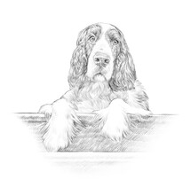 Illustration Of English Cocker Spaniel Dog Isolated On White Background. Pencil Sketch. Animal Art Collection: Dogs. Hand Drawn Illustration Of Pets. Good For Print On T Shirt. Design Template