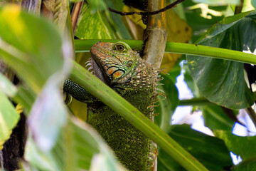 Poster - Wild iguana 