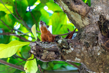 Poster - Hungry squirrel 