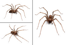 Tegenaria Parietina, Different Views Of A Funnel Weaver On White Background.