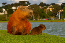Capybaras In Barigui Park In Curitiba.