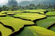 Lush green rice terrace field with palm tree and rain forest tropical jungle plantation