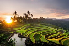 Beautiful Sunrise Over The Jatiluwih Rice Terraces In Bali, Indonesia.