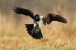 Bird - Hooded crow Corvus cornix in amazing warm background Poland Europe