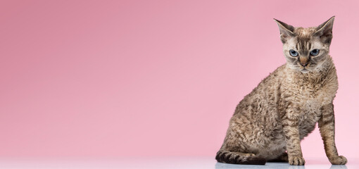 Wall Mural - Purebred cat close-up on a pink background