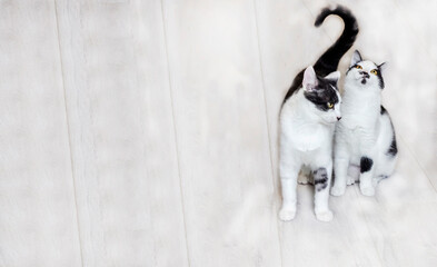 Black and white cats close up, focus on the black cat. Light background