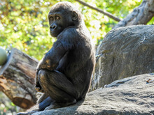 A Young Captive Gorilla Sits On A Rock