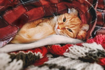 Cute ginger cat sleeps in pile of warm clothes. Red tartan shirt and scarf are folded in disorder. Fluffy pet tries to keep warm in cold house. Energy crisis.