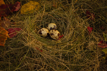 Wall Mural - quail eggs in the nest against the background of hay and dry leaves