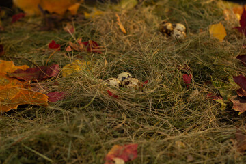 Wall Mural - quail eggs in the nest against the background of hay and dry leaves