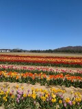 Fototapeta Sawanna - tulip field