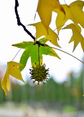 Canvas Print - autumn leaves on a tree