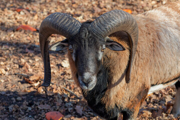 Sticker - The European mouflon (Ovis orientalis musimon).Male mouflon are known as rams.