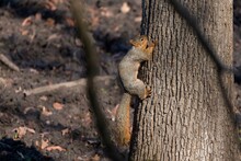 The Fox Squirrel (Sciurus Niger) Is The Largest Species Of Tree Squirrel Native To North America.