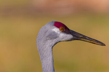 Sticker - The sandhill crane(Antigone canadensis) . Native American bird a species of large crane of North America, head detail.