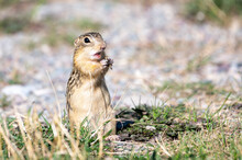 Thirteen-lined Ground Squirrels Eating Grasshoppers