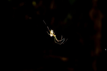 A spider on its web