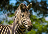Fototapeta Zebra - head of zebra