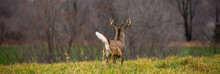 White-tailed Deer Buck (odocoileus Virginianus) Running Away With Tail Up In Wisconsin