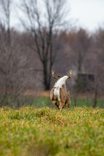 White-tailed Deer Buck (odocoileus Virginianus) Running Away With Tail Up In Wisconsin