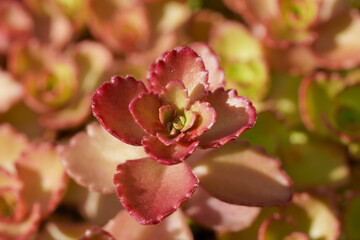 Wall Mural - Closeup of Two-row stonecrop