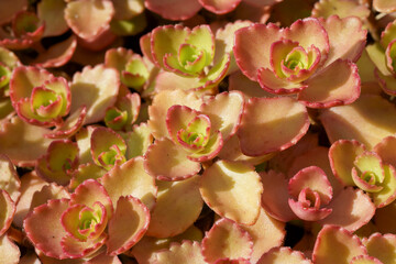 Wall Mural - Closeup of Two-row stonecrop