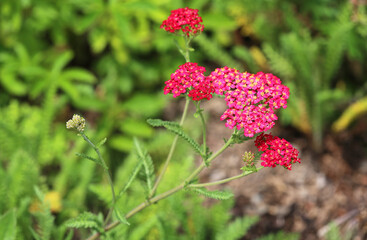 Sticker - Red yarrow - California