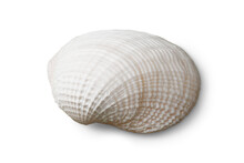 Decoration Seashell Or Ocean Mollusk