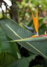 Tropical Orange And Blue Flower With Green Leaf Background.