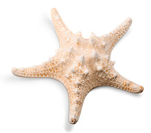 Beauty Sea Starfish