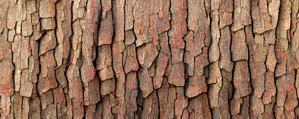 Poster - old wood texture