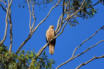 Australian adult Whistling Kite -Haliastur sphenurus- perched tree branch morning sunlight blue sky looking for prey 