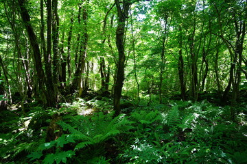  lively spring forest in the gleaming sunlight