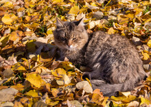 A Beautiful Stray Cat Walks Down The Street On An Autumn Sunny Day. 