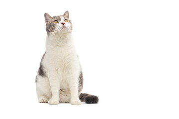 Wall Mural - Scottish fold cat sitting on white background. Tabby blue cat isolate on white background.