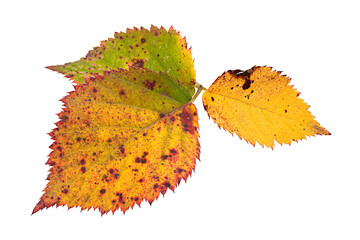 Wall Mural - Dry autumn leaf on white