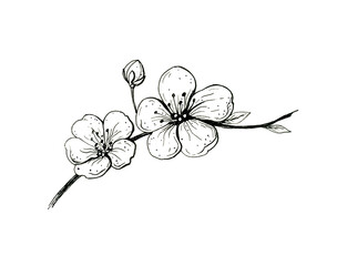 Wall Mural - blooming cherry branch. sakura spring flowers, isolated hand drawn sketch on white background.