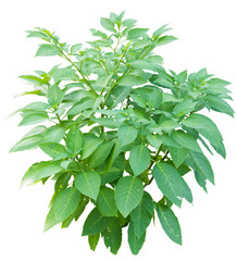 Fototapete - Isolated PNG cutout of a plant