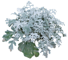 Poster - Isolated PNG cutout of a plant