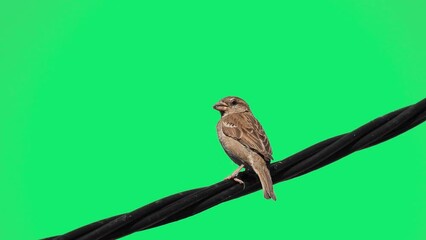 Canvas Print - sparrow sits on an electric wire on a green background. natural sound