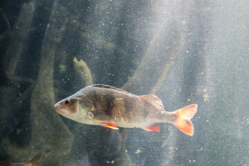 Sticker - Freshwater fish in zoological garden