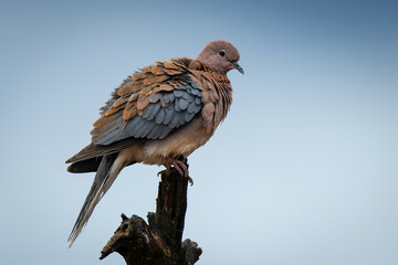 laughing dove in profile on tree stump